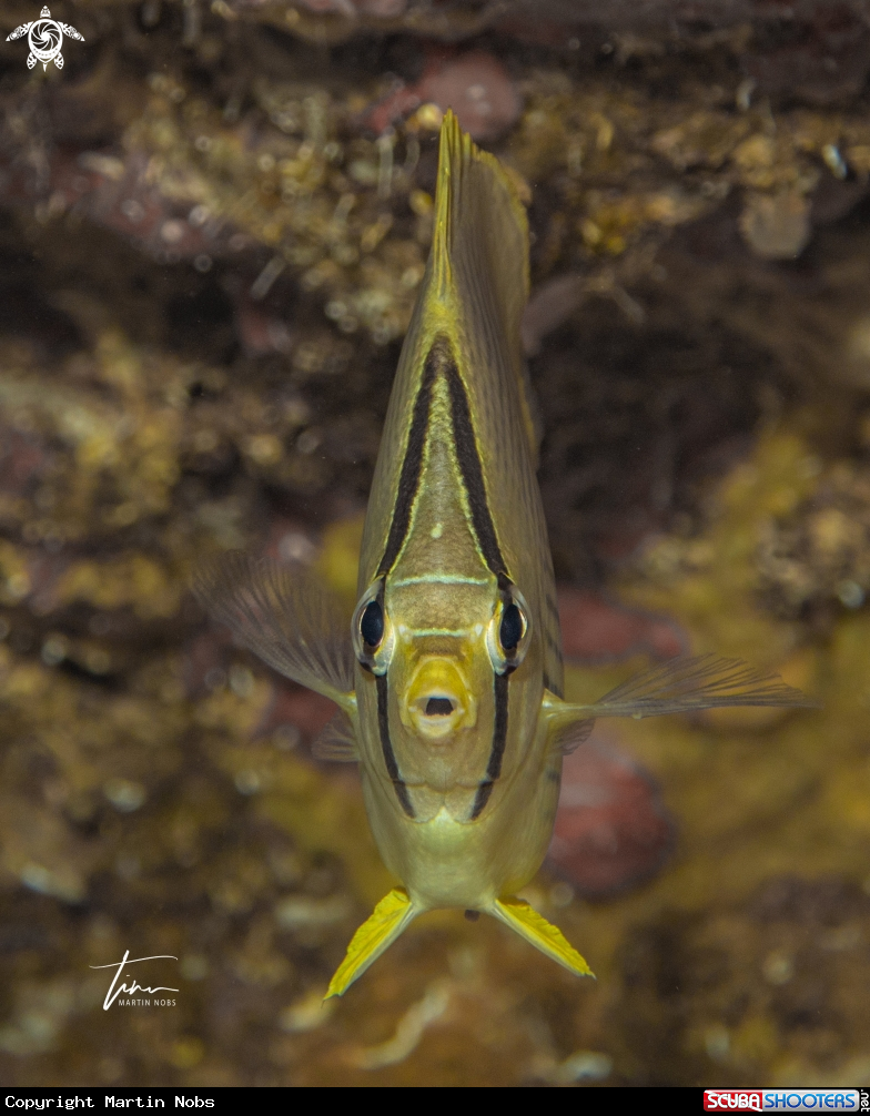 A Foureye Butterflyfish