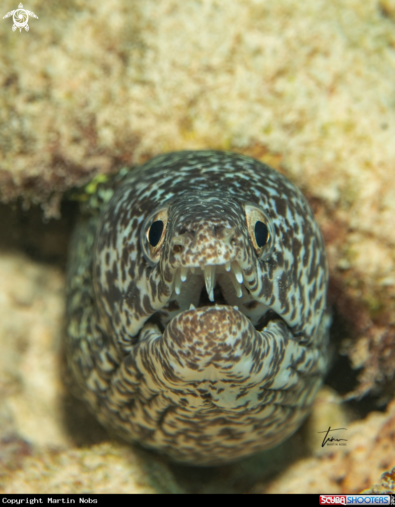 A Spotted Moray eel