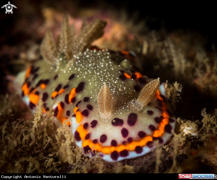 A Chromodoris naiki nudibranch