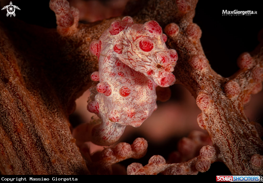 A Bargibanti pigmy seahorse
