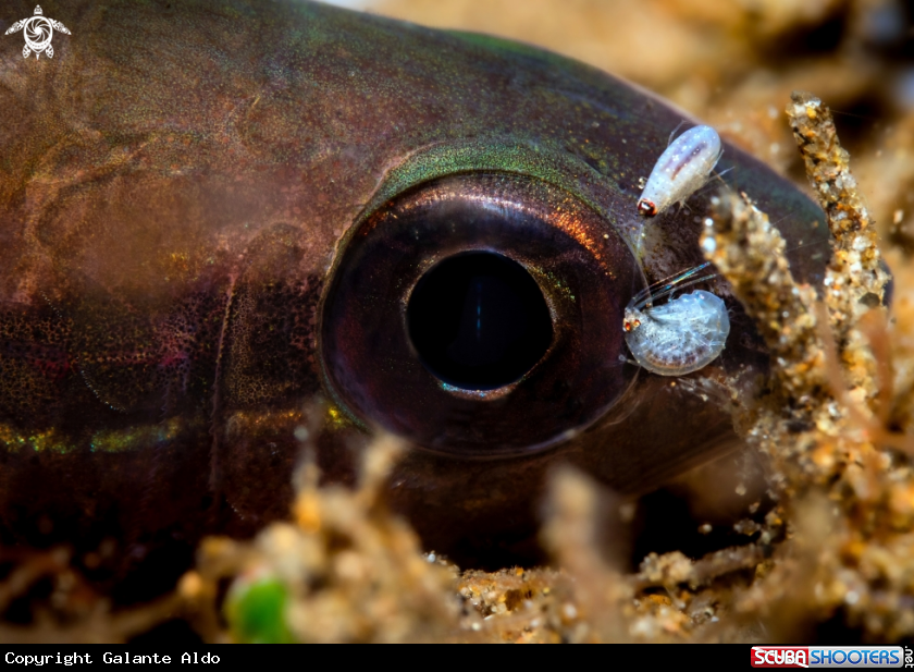 A Cardinal fish