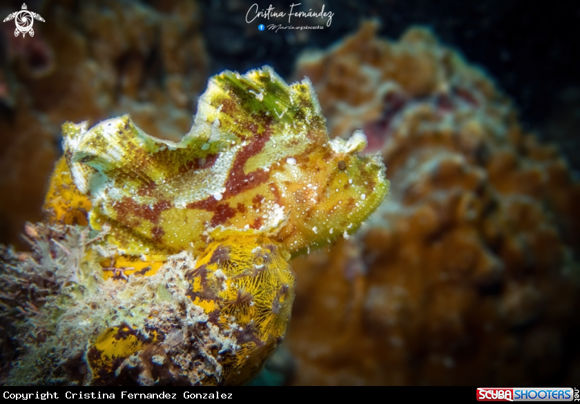 A Leaf scorpionfish