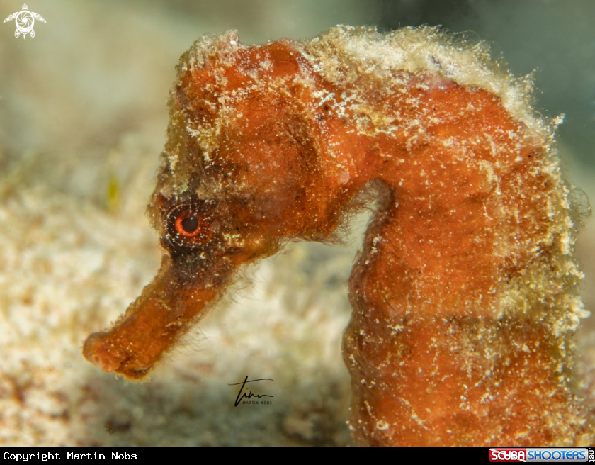 A Seahorse