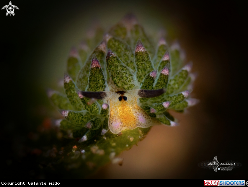 A Seaslug Leaf sheep