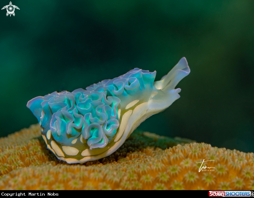 A Lettuce Seaslug