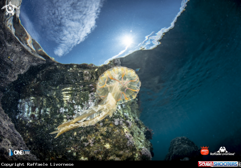 A Jellyfish