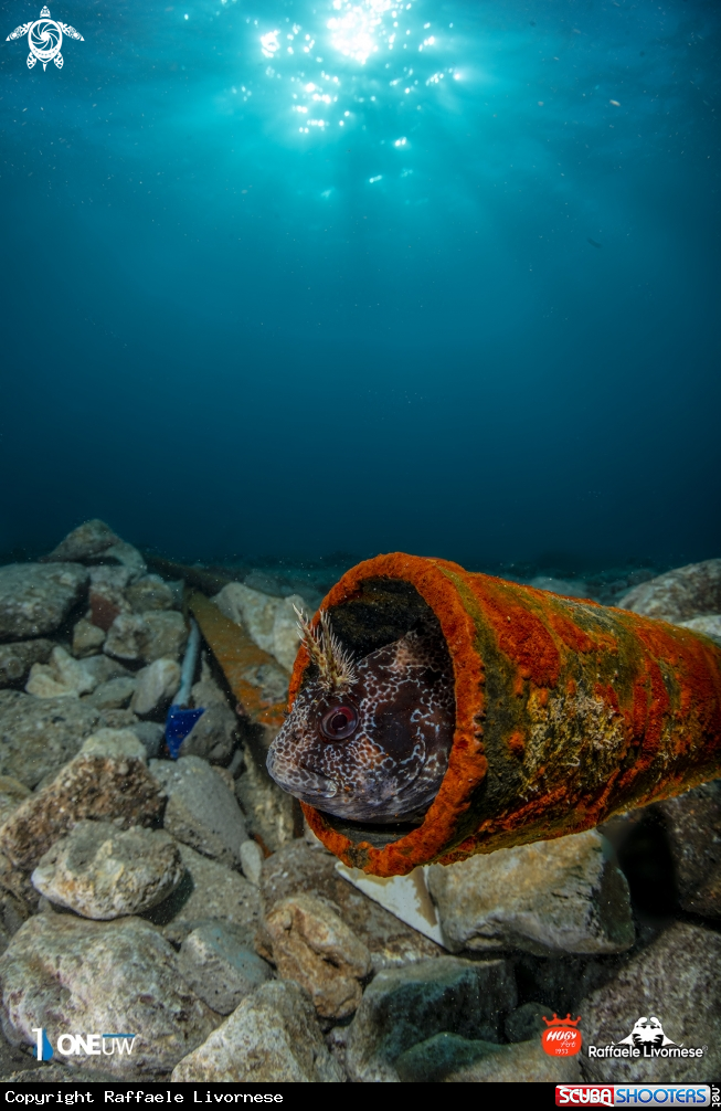 A Roster blenny