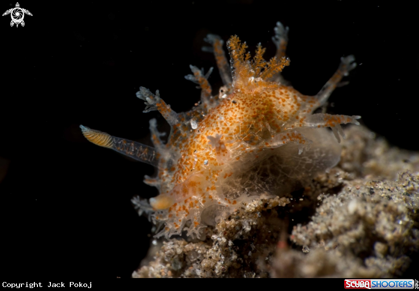 A Kaloplocamus sp.