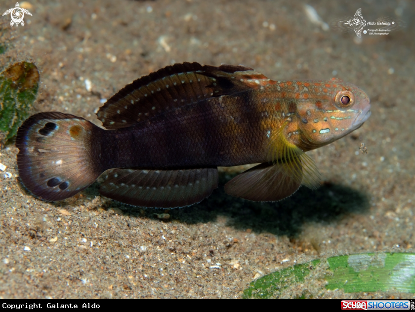A Banded Goby