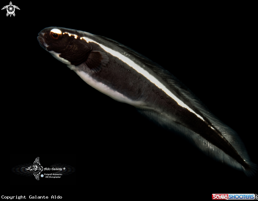 A Convict Blenny / Goby (The family Pholidichthyidae.)