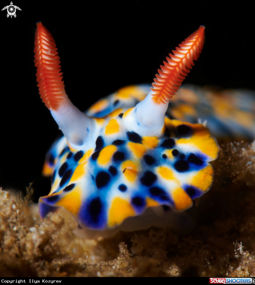A Hypselodoris infucata