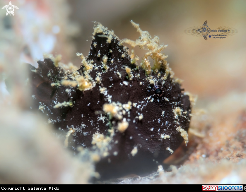 A OCELLATED FROGFISH 