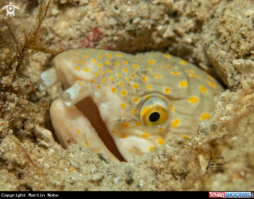 A Sharptail Snake eel