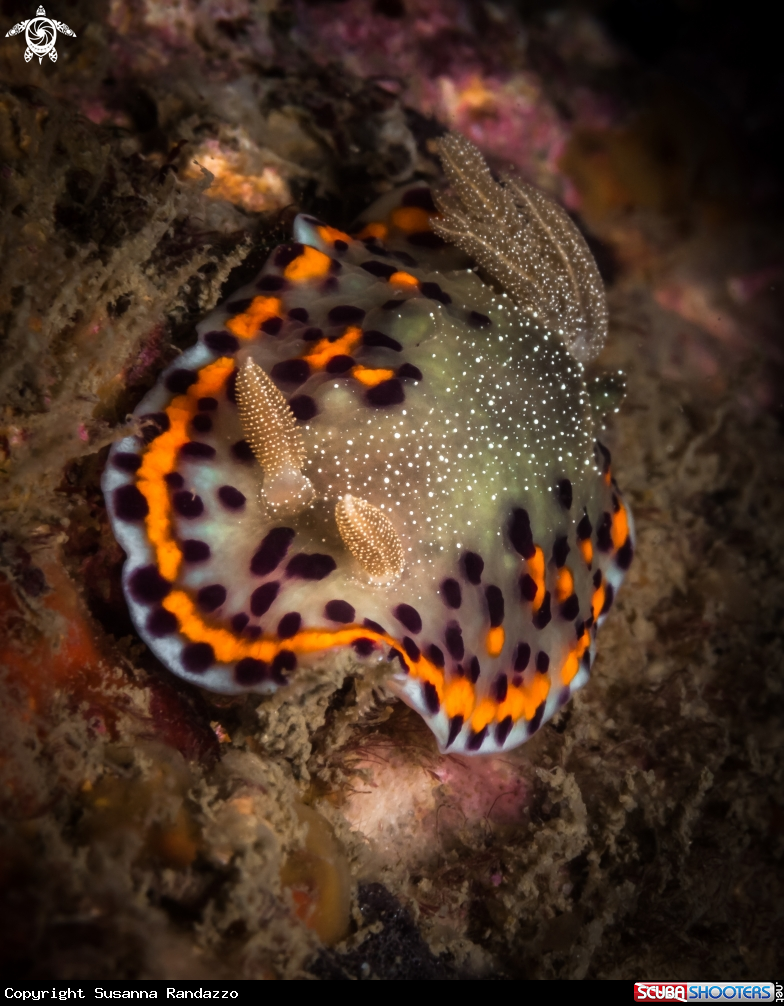 A Chromodoris nudibranch