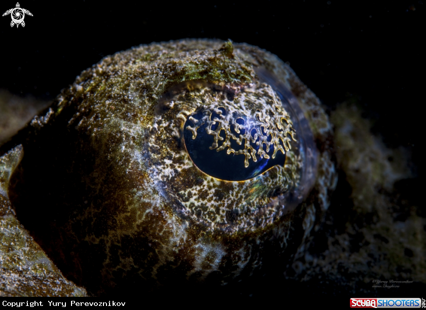 A Eye