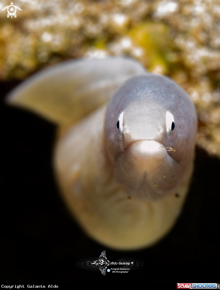 A White Eyes Moray Eel