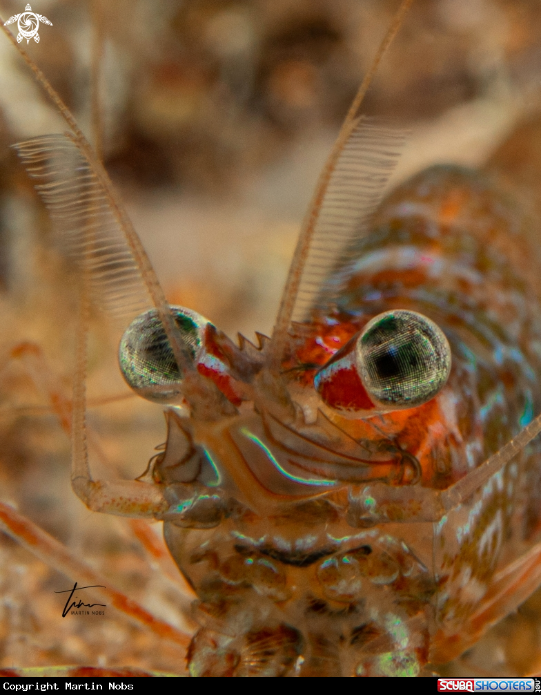 A Two-claw shrimp