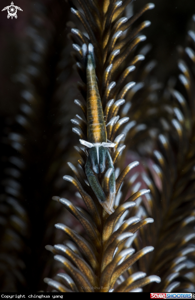 A Carid Shrimp