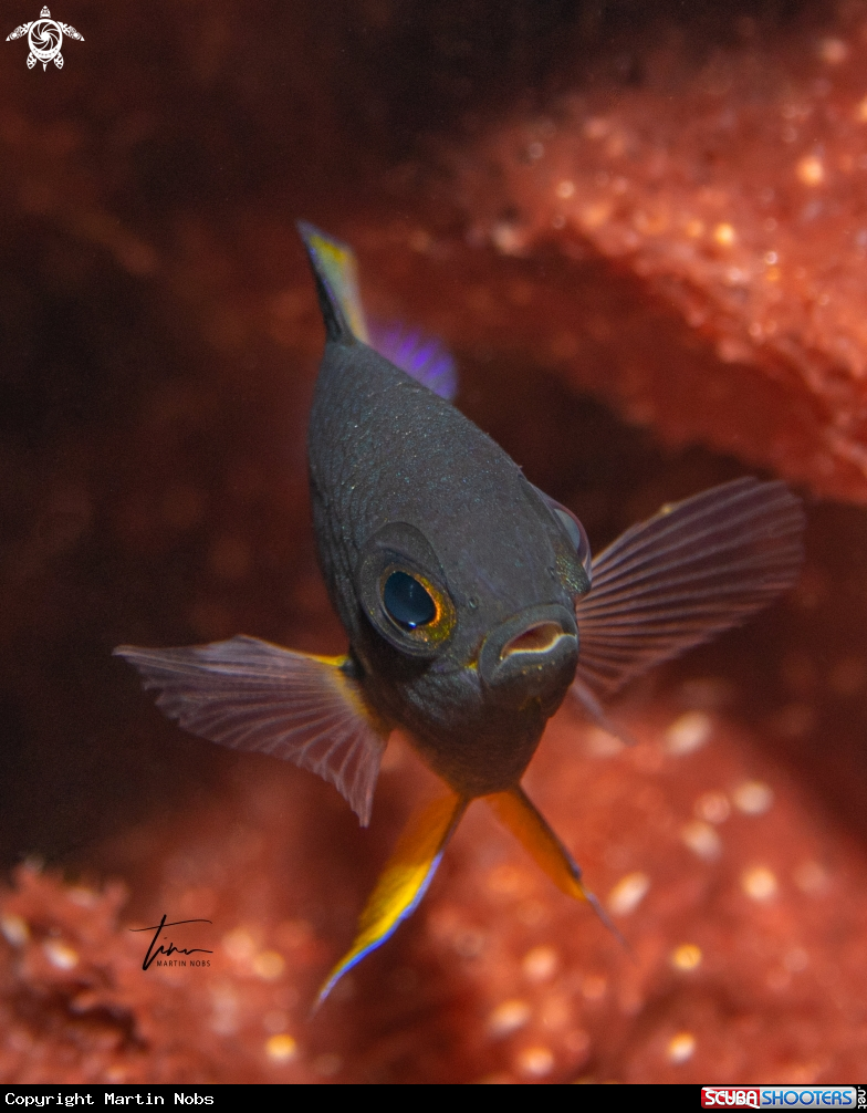 A Bicolor Damselfish