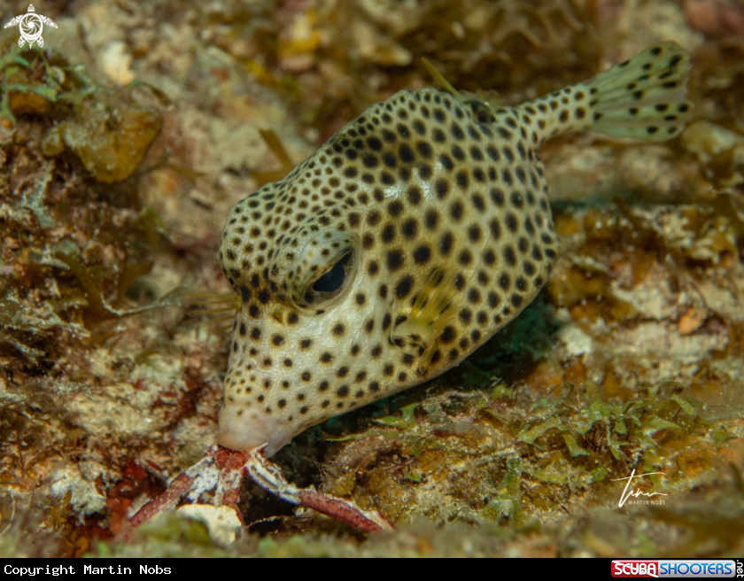 A Spotted Trunkfish