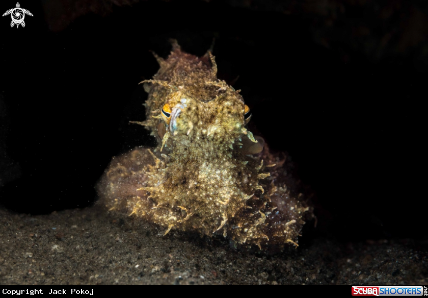 A Octopus