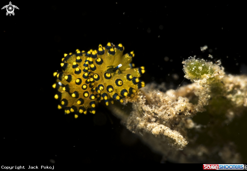 A Stiliger ornatus