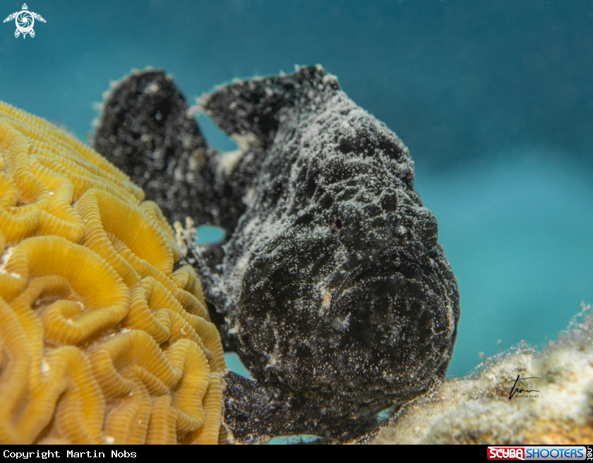 A Frogfish