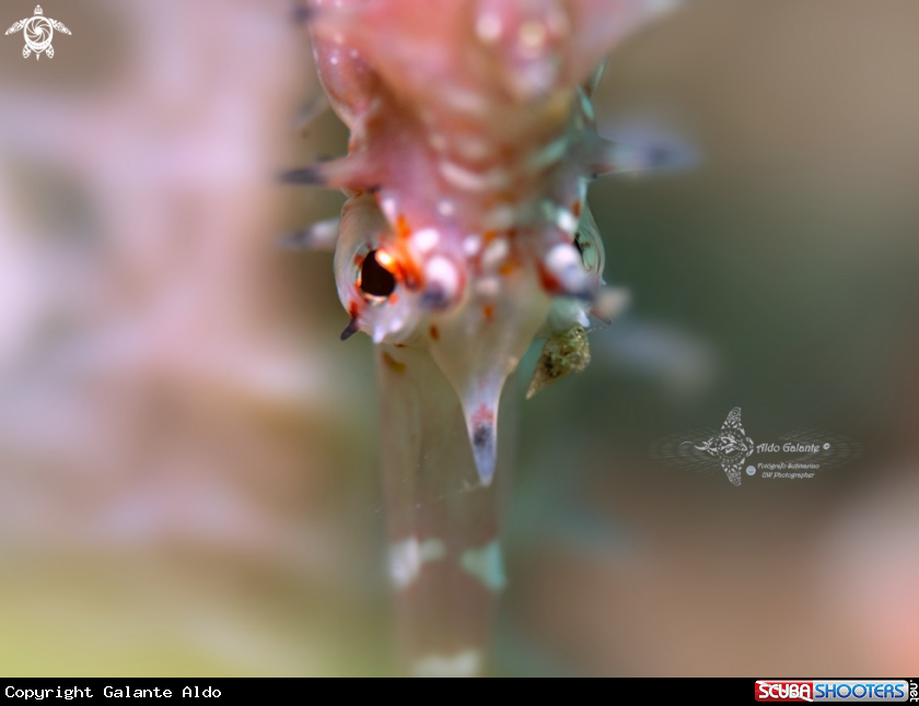 A Thorny Seahorse
