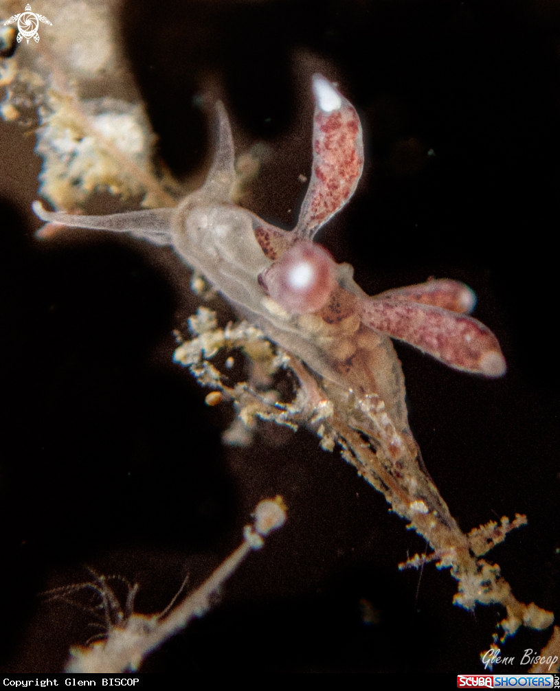 A Tergipes tergipes