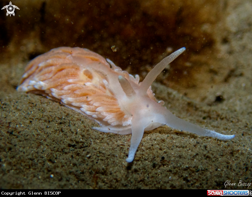 A Aeolidiella glauca