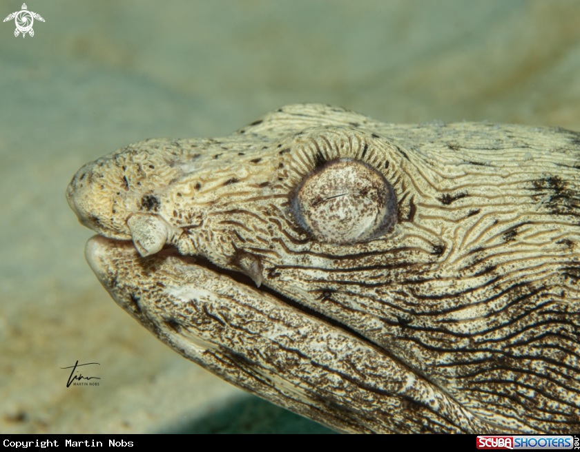 A Spotted Snake eel