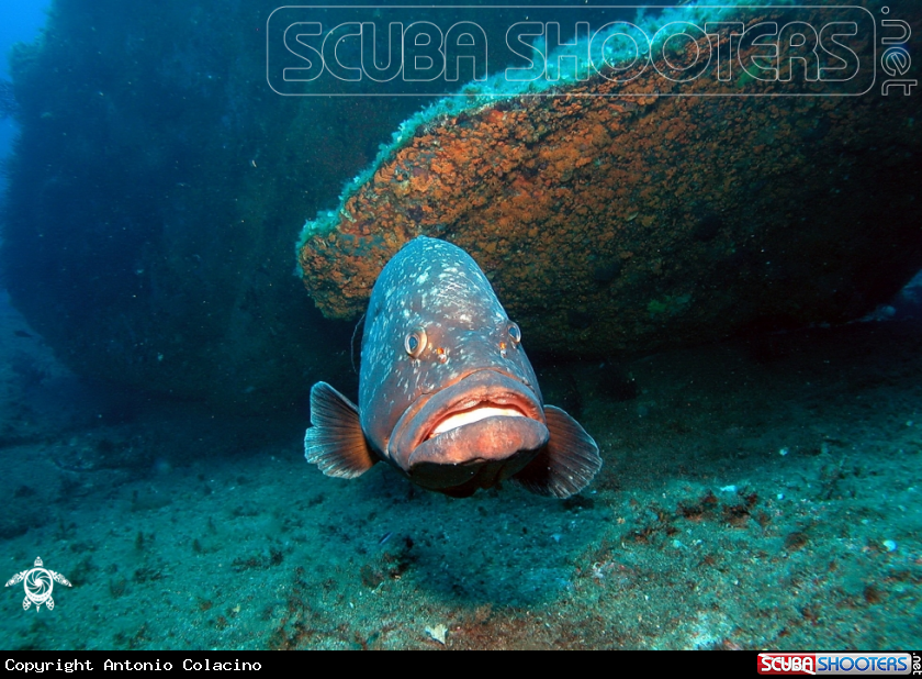 A Epinephelus marginatus