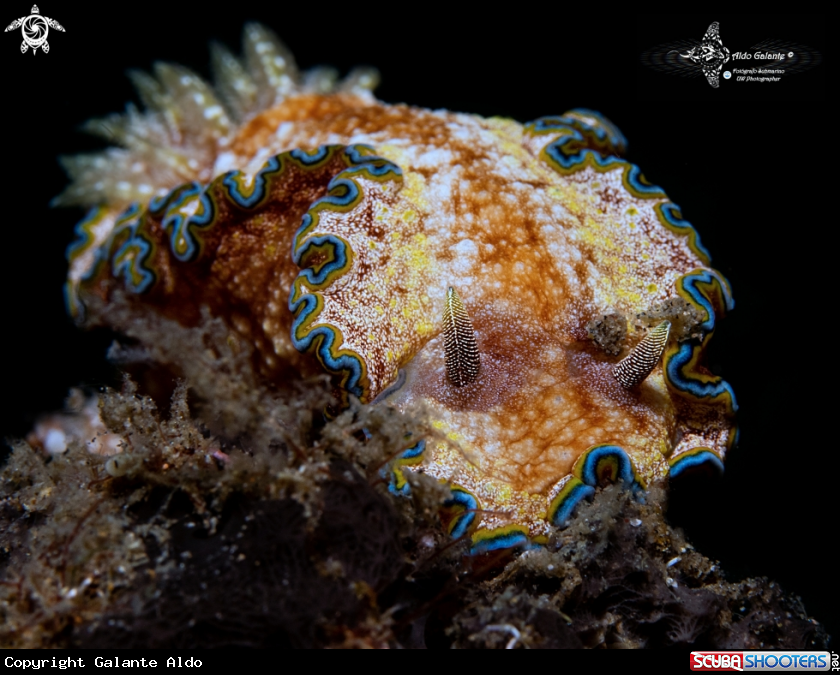 A Glossodoris Nudibranch