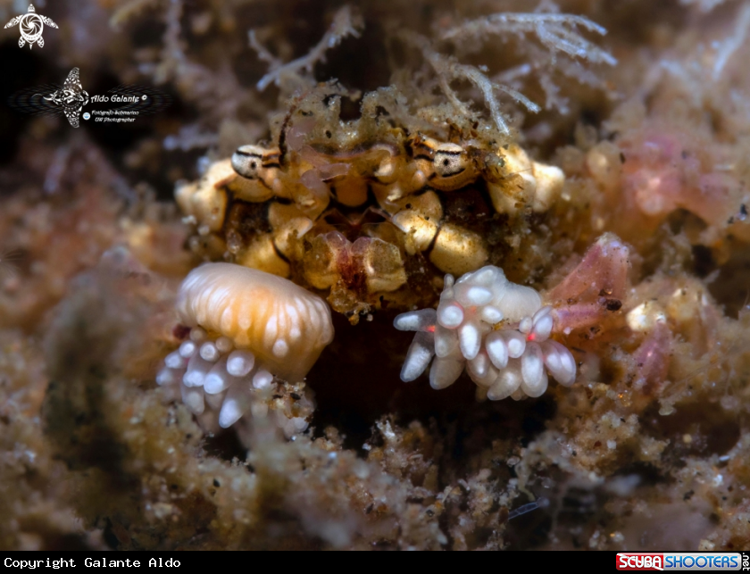 A Decorator Boxer Crab