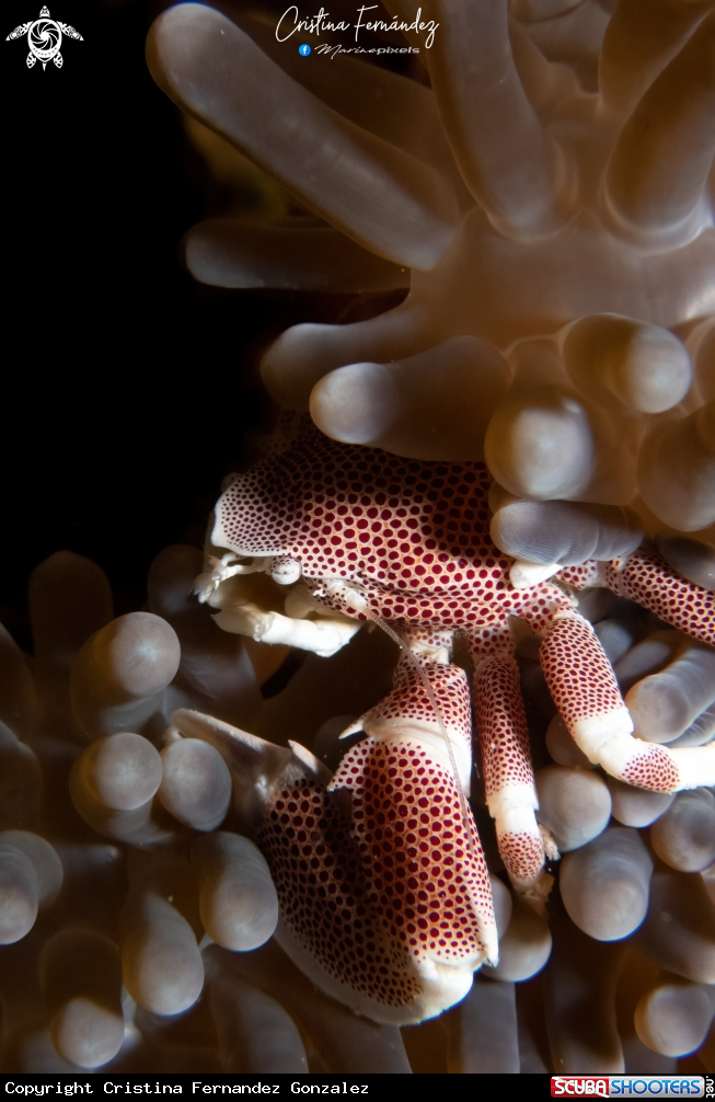 A Porcelain crab