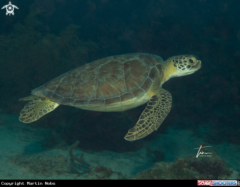 A Green Seaturtle