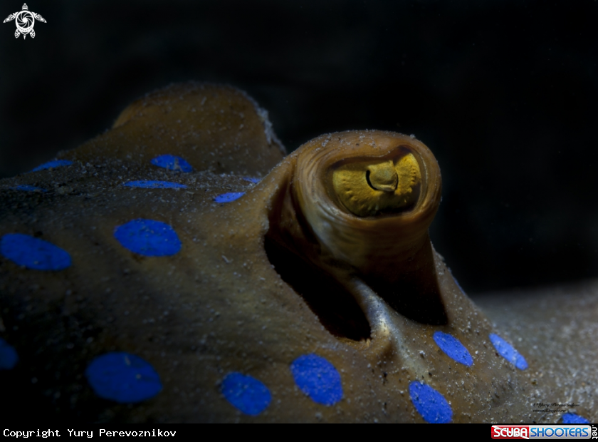 A Stingray eyes