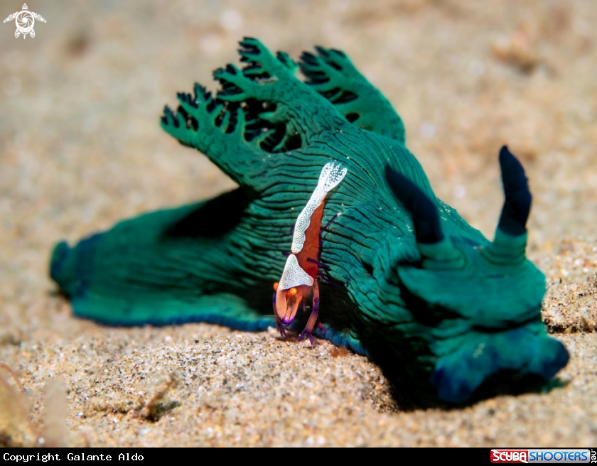 A Emperor Shrimp - Nembrotha Nudibranch
