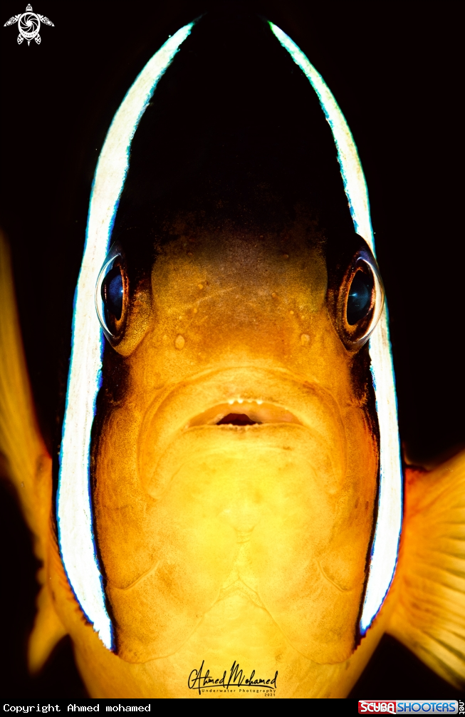 A Clown fish