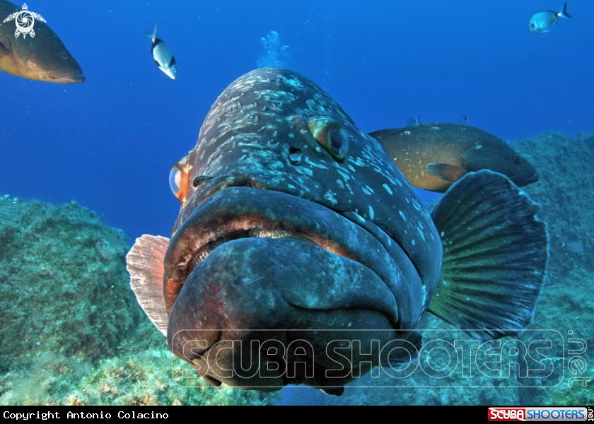 A Epinephelus marginatus