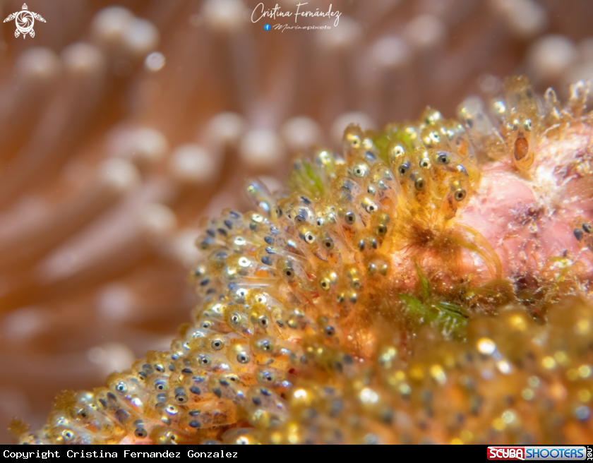 A Clownfish