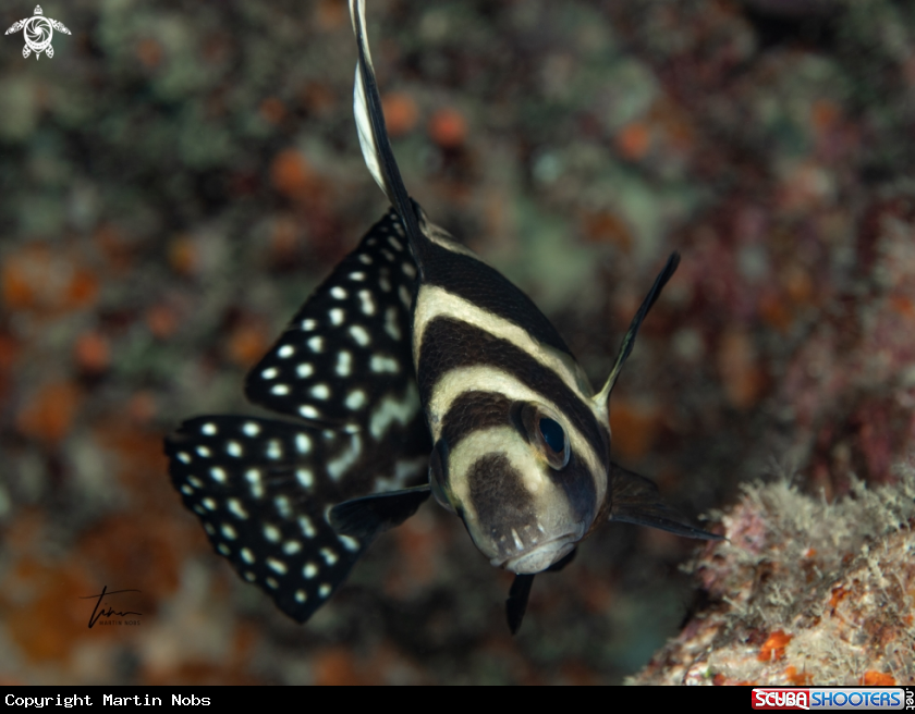 A Spotted Drum