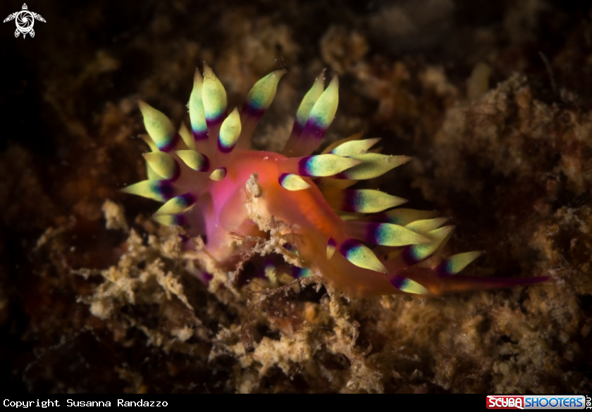 A Flabellina nudibranch