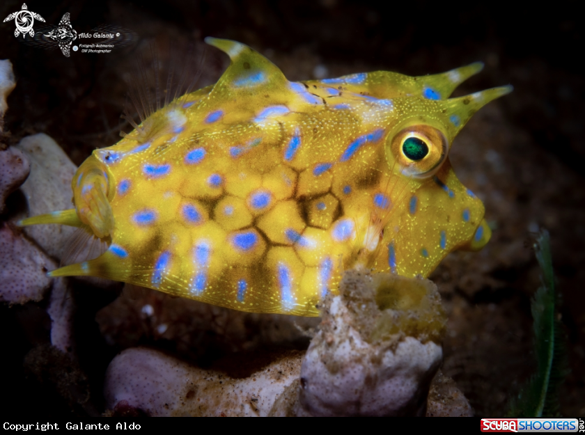 A Cowfish