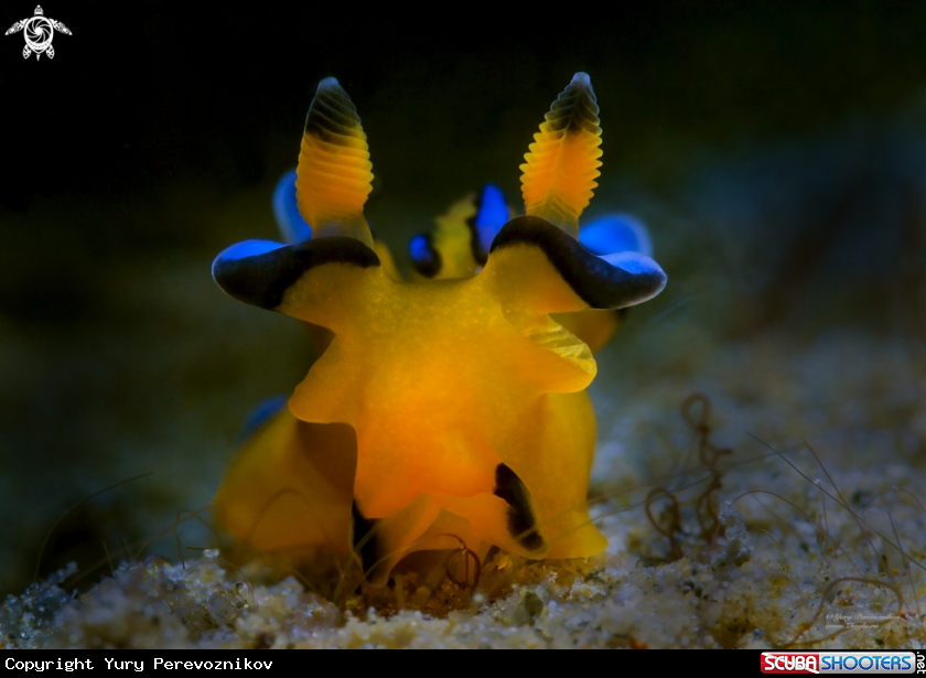 A Thecacera pacifica