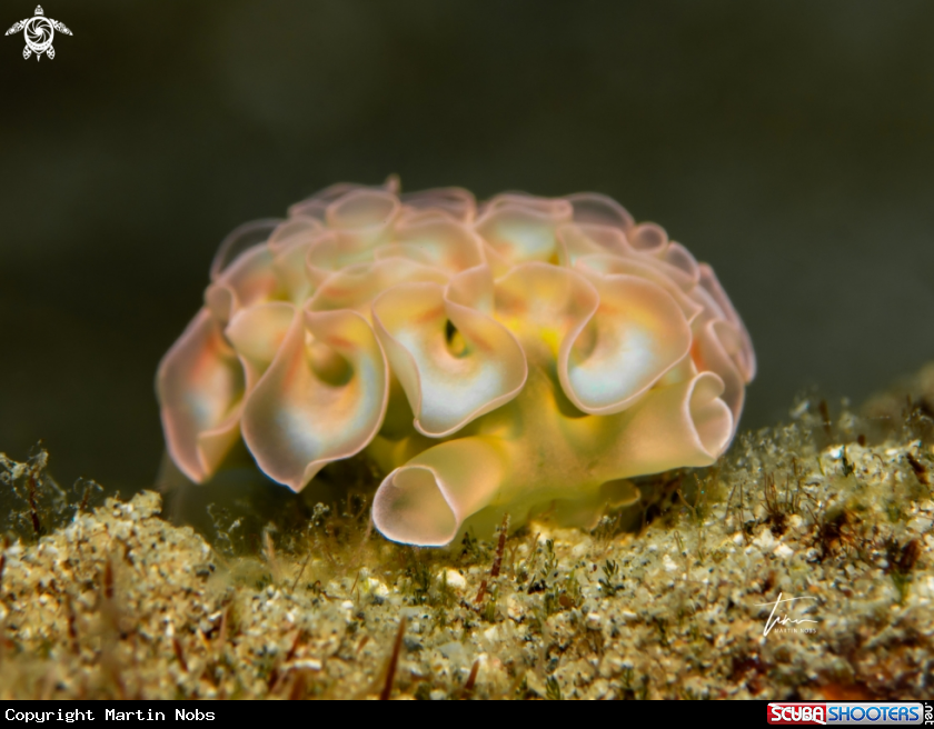 A Lettuce Seaslug