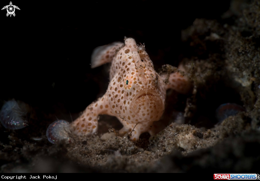 A Painted frogfish