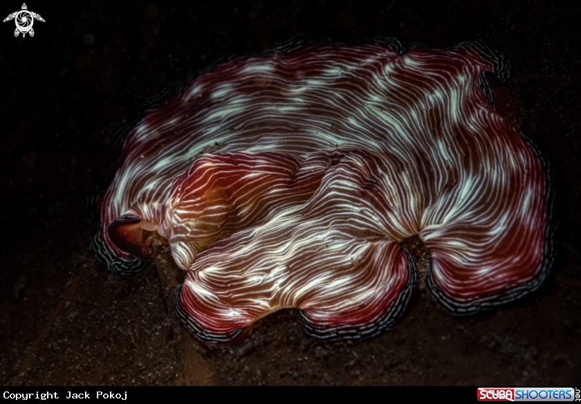 A Marine flatworm