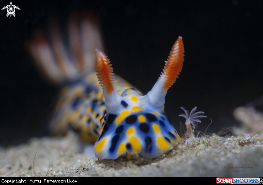 A Hypselodoris influcata