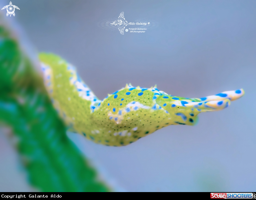A Oxinoe Seaslug